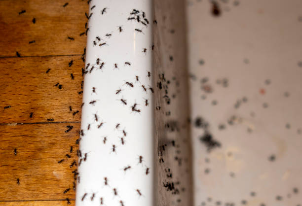Best Pest Inspection Near Me  in Tn Lakes, WI