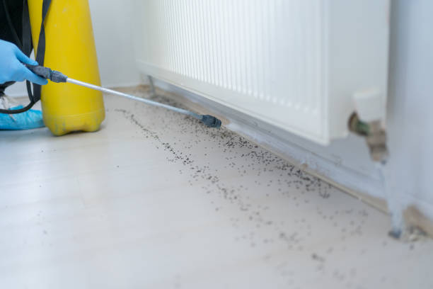 Best Wasp Removal Services  in Tn Lakes, WI