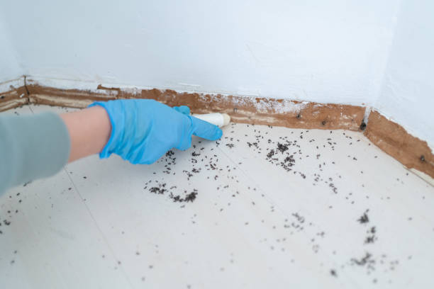 Best Wasp Removal Services  in Tn Lakes, WI